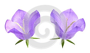 Campanula persicifolia