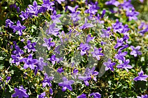 Campanula portenschlagiana Dalmatian bellflower photo