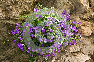 Campanula Portenschlagiana Wall Bellflowers in Cucugnan Village in CorbiÃÂ¨res Region France