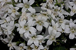 Campanula portenschlagiana 'White Get Mee', Dalmatian Bellflowers