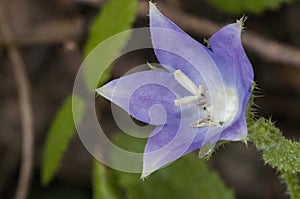 Campanula primulifolia bellflower this species is characterized by huge light purple flowers and grows in very humid places