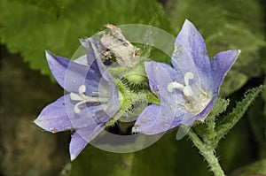 Campanula primulifolia bellflower this species is characterized by huge light purple flowers and grows in very humid places