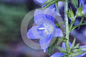 Campanula primulifolia Spanish Bellflower very rare wild plant with large purple blue flowers