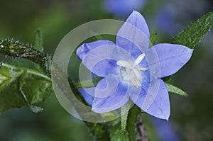 Campanula primulifolia Spanish Bellflower very rare wild plant with large purple blue flowers