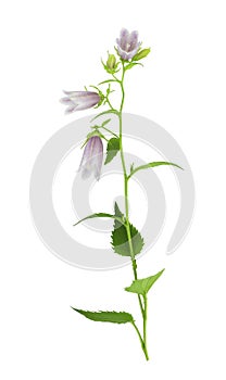 Campanula punctata, the spotted bellflower. Campanulaceae. Stem with flowers and leaves isolated on white background