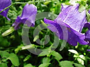 Campanula purple flower