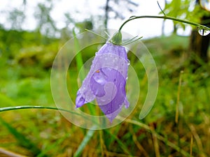 Campanula purple flower with drops of morning dew.