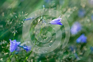 Campanula rotundifoli, bluebell flowers closeup selective focus