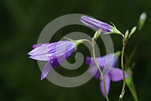 Campanula rotundifolia