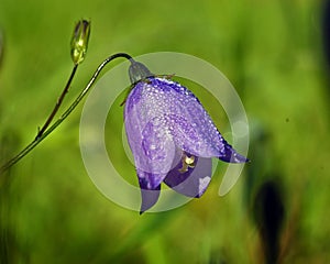 Campanula rotundifolia, Blue flower harebell photo