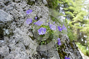 Campanula rotundifolia flowers known as small bluebell, growing on a rock  boulder in Rarau mountains in Romania