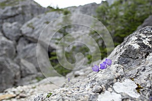 Campanula rotundifolia flowers known as small bluebell, growing on a rock  boulder in Rarau mountains in Romania