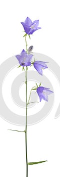 Campanula rotundifolia photo