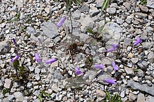 Campanula sibirica - Wild plant shot in the summer.