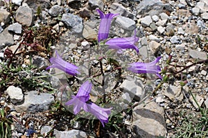 Campanula sibirica - Wild plant shot in the summer.