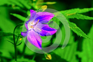 Campanula in summer wildflower field selective focus