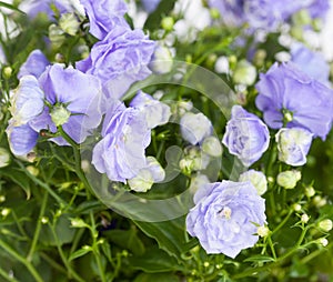 Campanula terry