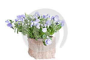 Campanula terry in a flowerpot