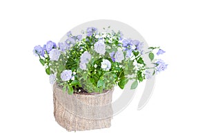 Campanula terry in a flowerpot