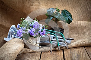 Campanula terry flowers with gardening tools