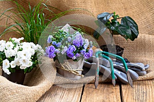 Campanula terry flowers with gardening tools