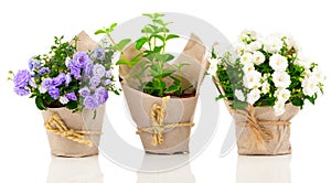 Campanula terry flowers in the paper packaging