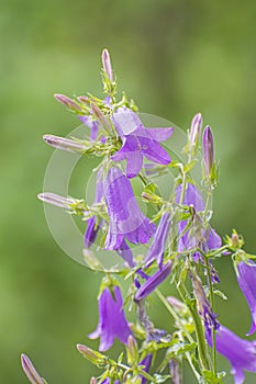 Kvety Campanula trachelium, Slovensko