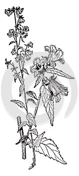 Campanula Trachelium vintage illustration