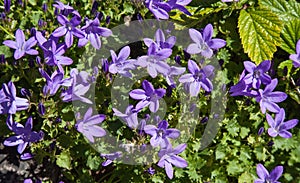 Campanulaceae flowers photo