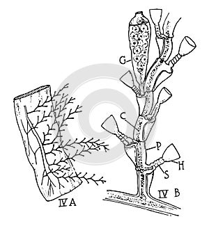Campanularian Hydroid, vintage illustration
