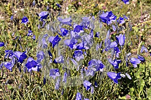 Campanulas in Alps French