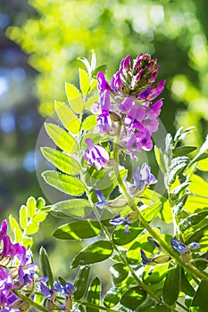 Campanulate Oxytropis (Oxytropis campanulata)