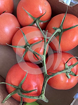 Campari tomato, Tomato on the Vine, Solanum lycopersicum