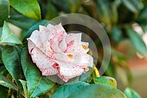 Camparil Camellia flower