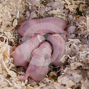 Campbell Dwarf Hamster Babies