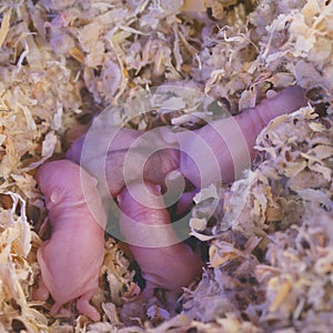 Campbell Dwarf Hamster Babies