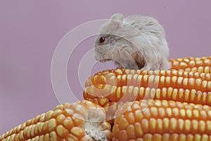 A Campbell dwarf hamster eating freshly harvested corn kernels.