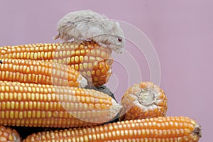 A Campbell dwarf hamster eating freshly harvested corn kernels.