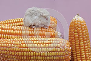 A Campbell dwarf hamster eating freshly harvested corn kernels.