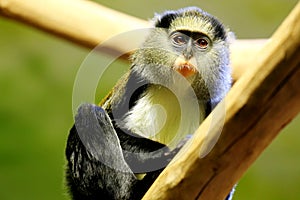 Campbell monkey photo