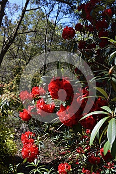 Campbell Rhododendron Garden
