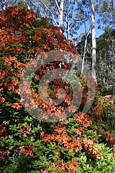 Campbell Rhododendron Garden