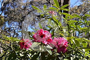 Campbell Rhododendron Garden