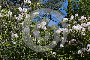 Campbell Rhododendron Garden