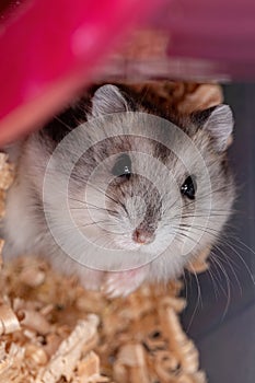 Campbell`s dwarf hamster
