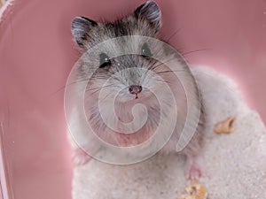 Campbell`s dwarf hamster