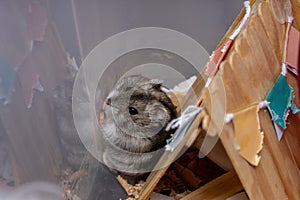 Campbell`s dwarf hamster