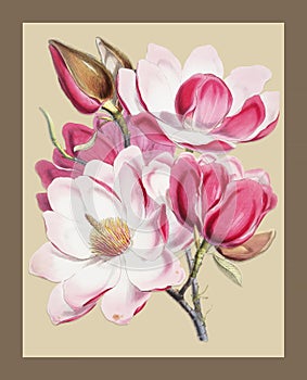 Campbell`s magnolia Magnolia Campbellii, Flowering plant from Illustrations of Himalayan plants 