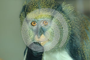 Campbell`s mona monkey