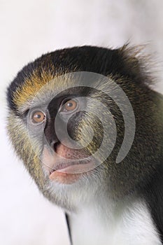 Campbell's mona monkey